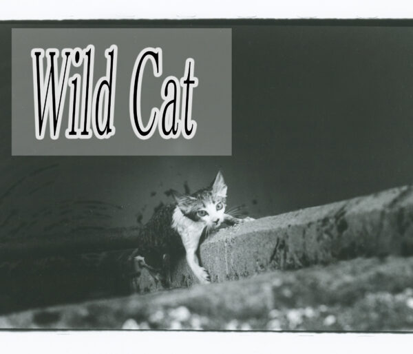 wildcat